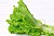Лист Салатный  пучок 994951 по цене 117₽
